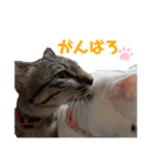 仲良しにゃんこといっしよ♬︎♡3（個別スタンプ：15）