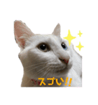 仲良しにゃんこといっしよ♬︎♡3（個別スタンプ：18）