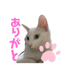 仲良しにゃんこといっしよ♬︎♡3（個別スタンプ：19）