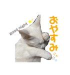 仲良しにゃんこといっしよ♬︎♡3（個別スタンプ：20）