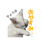 仲良しにゃんこといっしよ♬︎♡3（個別スタンプ：21）