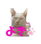仲良しにゃんこといっしよ♬︎♡3（個別スタンプ：23）