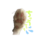仲良しにゃんこといっしよ♬︎♡3（個別スタンプ：25）