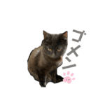 仲良しにゃんこといっしよ♬︎♡3（個別スタンプ：27）