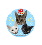 仲良しにゃんこといっしよ♬︎♡3（個別スタンプ：40）