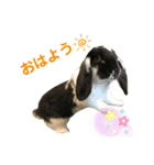 うさぎのトワくん－普段使えるメッセージ（個別スタンプ：1）
