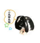 うさぎのトワくん－普段使えるメッセージ（個別スタンプ：2）