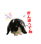 うさぎのトワくん－普段使えるメッセージ（個別スタンプ：6）