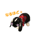 うさぎのトワくん－普段使えるメッセージ（個別スタンプ：11）