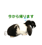 うさぎのトワくん－普段使えるメッセージ（個別スタンプ：16）