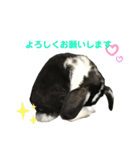 うさぎのトワくん－普段使えるメッセージ（個別スタンプ：17）