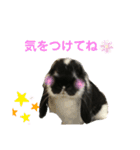 うさぎのトワくん－普段使えるメッセージ（個別スタンプ：20）