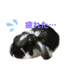 うさぎのトワくん－普段使えるメッセージ（個別スタンプ：22）