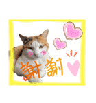 きなちゃん(日常編)（個別スタンプ：6）
