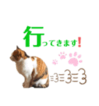 きなちゃん(日常編)（個別スタンプ：8）