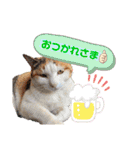 きなちゃん(日常編)（個別スタンプ：10）