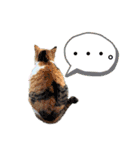 きなちゃん(日常編)（個別スタンプ：12）