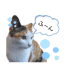 きなちゃん(日常編)（個別スタンプ：13）