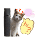 きなちゃん(日常編)（個別スタンプ：14）