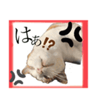 きなちゃん(日常編)（個別スタンプ：15）