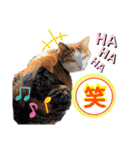 きなちゃん(日常編)（個別スタンプ：16）
