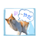 きなちゃん(日常編)（個別スタンプ：20）