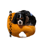 cocoスタンプ☆キャバリア☆（個別スタンプ：12）