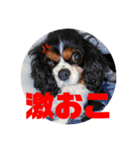 cocoスタンプ☆キャバリア☆（個別スタンプ：18）