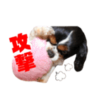 cocoスタンプ☆キャバリア☆（個別スタンプ：19）