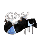 cocoスタンプ☆キャバリア☆（個別スタンプ：25）