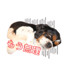cocoスタンプ☆キャバリア☆（個別スタンプ：26）
