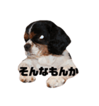 cocoスタンプ☆キャバリア☆（個別スタンプ：27）