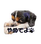 cocoスタンプ☆キャバリア☆（個別スタンプ：29）