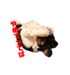 cocoスタンプ☆キャバリア☆（個別スタンプ：30）