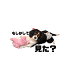 cocoスタンプ☆キャバリア☆（個別スタンプ：32）