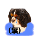 cocoスタンプ☆キャバリア☆（個別スタンプ：34）