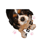 cocoスタンプ☆キャバリア☆（個別スタンプ：35）