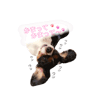 cocoスタンプ☆キャバリア☆（個別スタンプ：36）
