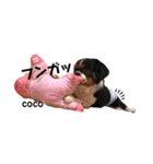 cocoスタンプ☆キャバリア☆（個別スタンプ：40）
