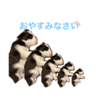 ボーダーコリー子犬⓵（個別スタンプ：1）