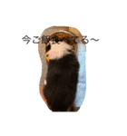ボーダーコリー子犬⓵（個別スタンプ：2）