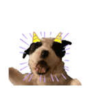ボーダーコリー子犬⓵（個別スタンプ：3）