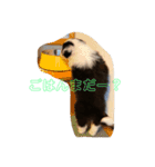 ボーダーコリー子犬⓵（個別スタンプ：4）
