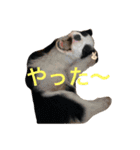 ボーダーコリー子犬⓵（個別スタンプ：5）