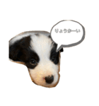 ボーダーコリー子犬⓵（個別スタンプ：6）