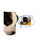 ボーダーコリー子犬⓵（個別スタンプ：8）