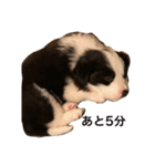 ボーダーコリー子犬⓵（個別スタンプ：9）