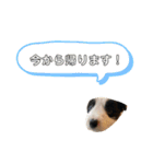 ボーダーコリー子犬⓵（個別スタンプ：10）