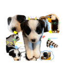 ボーダーコリー子犬⓵（個別スタンプ：11）