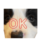 ボーダーコリー子犬⓵（個別スタンプ：12）